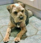 Lilou - Border Terrier (1 an)