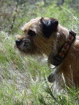 Enjie - Border Terrier (3 ans)