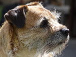 Tiboo - Border Terrier Mâle (9 ans)