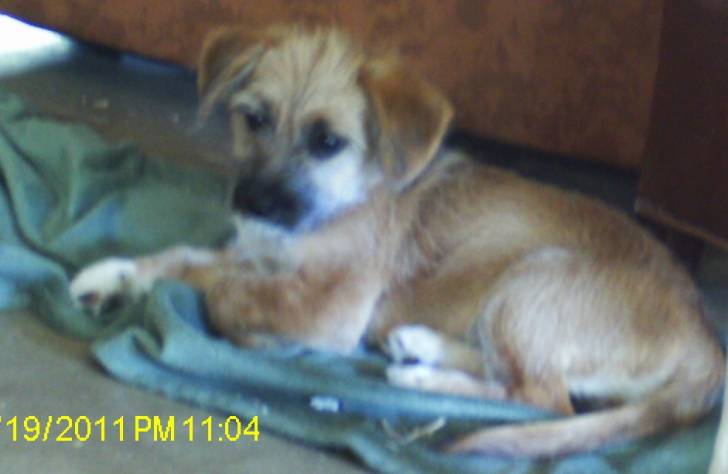 Moxie - Border Terrier (5 mois)