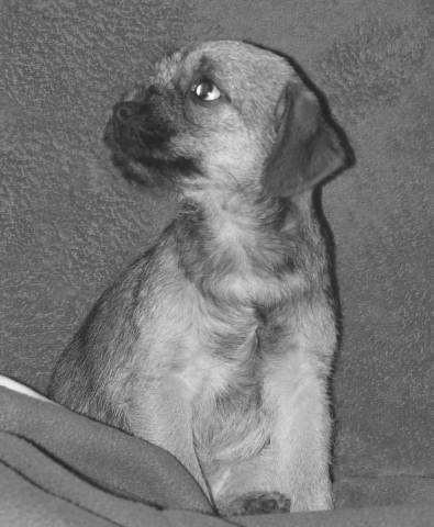 Dooddle - Border Terrier (2 mois)