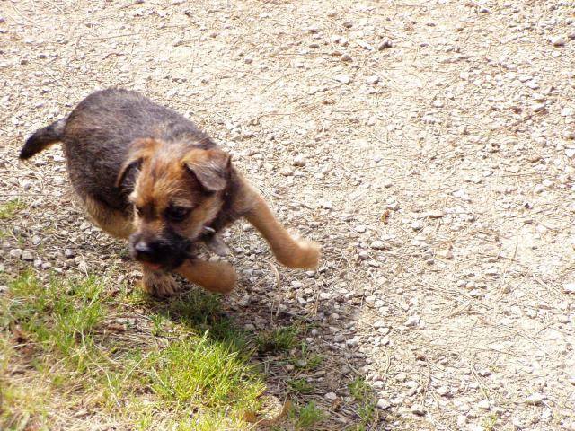 Border Terrier Cheitan - Border Terrier