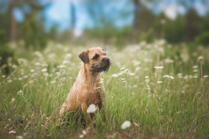 Photo Border Terrier