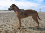 Rosa - Border Terrier Femelle (1 an)