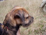 Border Terrier Cheitan - Border Terrier