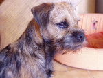 Border Terrier Cheitan - Border Terrier