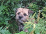 border terrier farah - Border Terrier