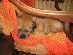 border terrier farah - Border Terrier