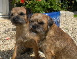 C'Cool et Badine - Border Terrier