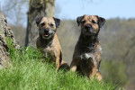 Photo Border Terrier