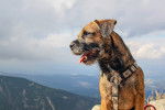 Photo Border Terrier
