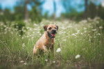 Photo Border Terrier