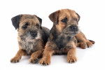 Photo Border Terrier