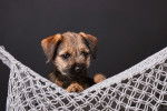 Photo Border Terrier