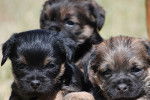 Photo Border Terrier