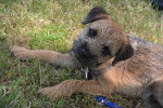 Photo Border Terrier