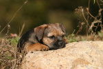 Photo Border Terrier