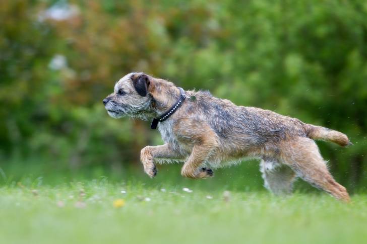 Photo Border Terrier