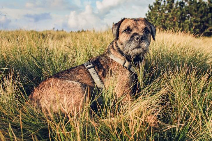 Photo Border Terrier
