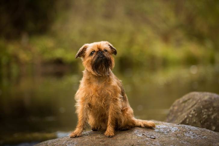 Photo Border Terrier