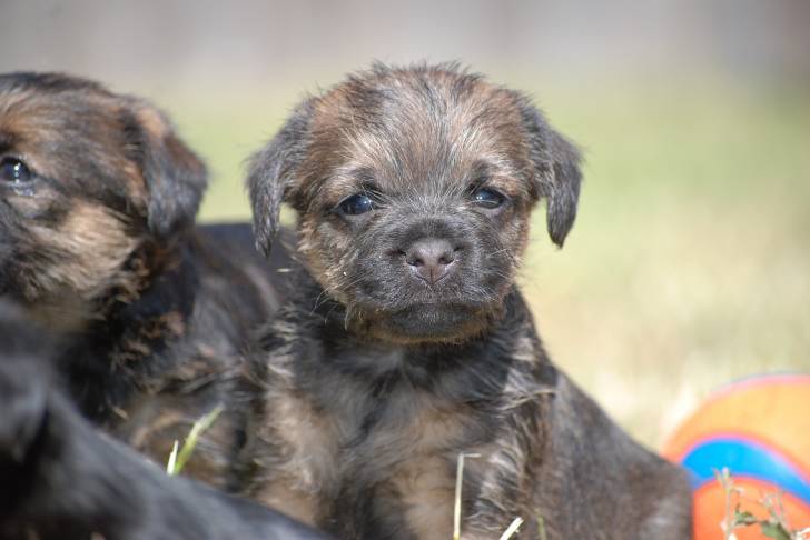 Photo Border Terrier