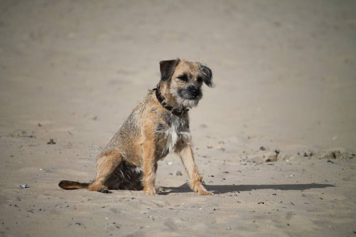 Photo Border Terrier