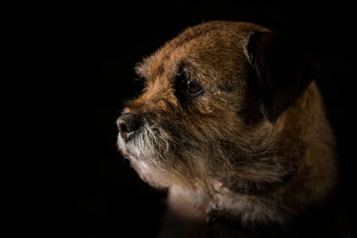 Photo Border Terrier