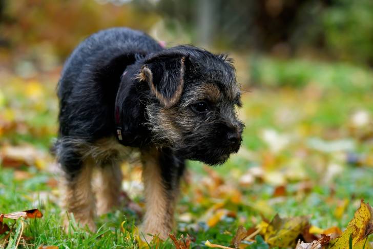 Photo Border Terrier