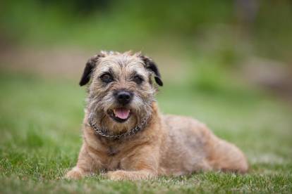 Un chien Border Terrier allongé sur l'herbe