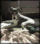 Hella Von Hoëhenzoller dite Hermione - Whippet (4 mois)