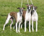 boulie, princesse et ély - Whippet