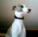 Ronaldo - Whippet Mâle (9 ans)