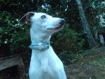violette - Whippet (3 ans)