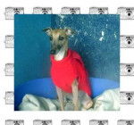 eliot - Whippet Mâle (3 ans)