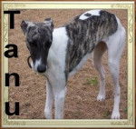 tanu(frere de tristan) - Whippet Mâle (7 mois)