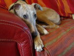 Fantasia - Whippet
