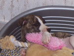 Dahlia - Whippet (1 mois)