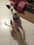 Bandit - Whippet Mâle (7 mois)