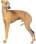 rie - Whippet Mâle (5 ans)