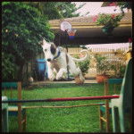 Bandit Jumping - Whippet Mâle (11 mois)