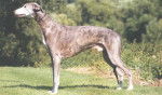 rinse - Whippet Mâle (11 mois)