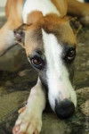 Ammi - Whippet (8 ans)