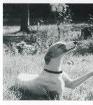 Faith - Whippet (4 ans)