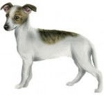 Idole,mon premier chien - Whippet (2 mois)