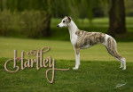 Harley - Whippet (1 an)