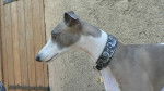 Chick - Whippet Mâle (3 ans)