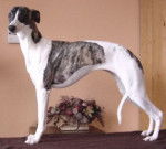 Whippet - Whippet