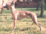 Whippet - Whippet