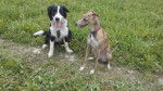 Ginger - Whippet (1 mois)