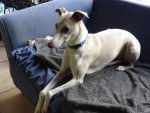 Luna - Whippet (2 ans)